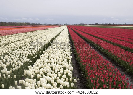 
White with red tulips with a cloudy sky. Nature picture