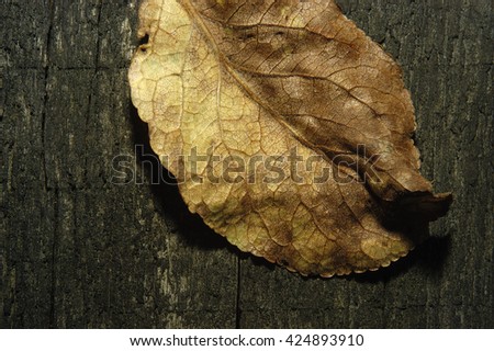 top view image of autumn old leaf over wooden textured background
