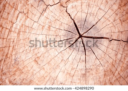 tree stump, wood texture
