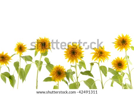 Set of mix sunflower