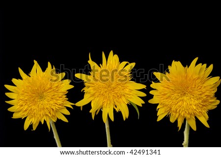 Close up of three sunflower on black