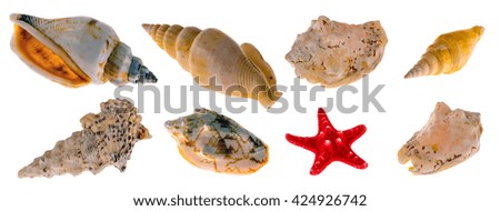 Collection of sea shells for aquarium, isolated on white background