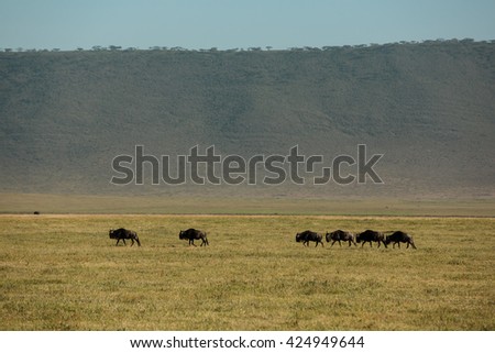 Incredible wildlife landscape in the african savanna