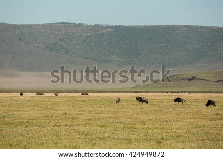 Incredible wildlife landscape in the african savanna