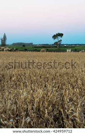An early evening scene across an autumn cornfield. The Bay of Plenty, New Zealand. The golden tones of the corn and pinks and blues of the sky make for a dramatic and bold HDR photo. Vertical format. 