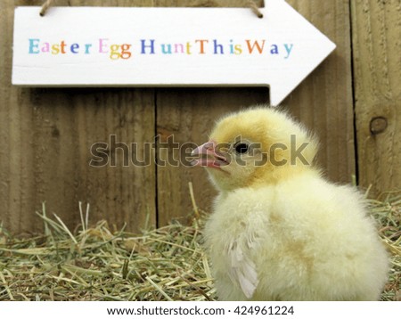 Three day old yellow chick  on straw with Easter Egg Hunt sign in background