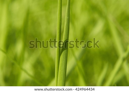 Vibrant green grass close-up
