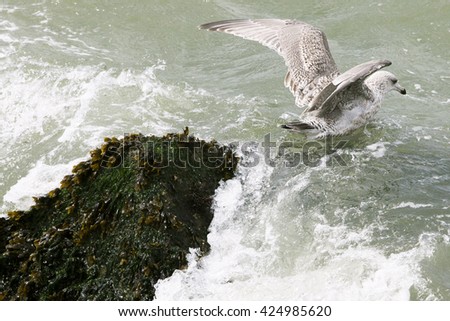 A seagull in the sea / ocean / beach swimming and eating 