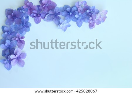 Hydrangea flower on blue background 
