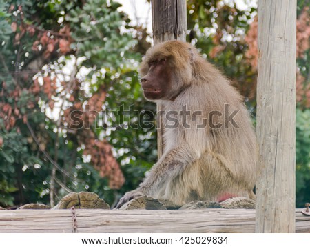 baboon sitting on logs and looks into the distance