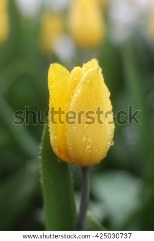 Yellow tulips with atmosphere raining . I was wet and cold heart , I like the rain.