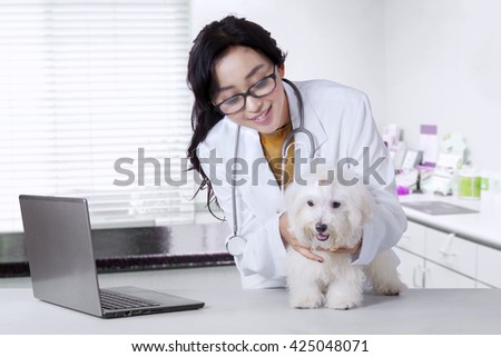 Picture of a beautiful female veterinarian checks the fur of maltese dog in the clinic