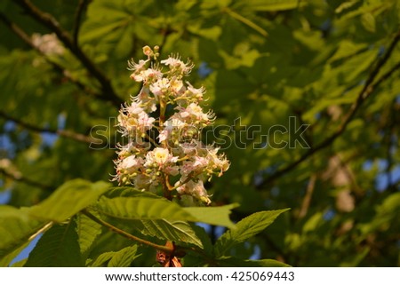 Blooming chestnut tree in the Spring. Makro close-up picture. Green leaves. Shadows.