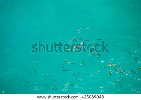 Fish in Ocean