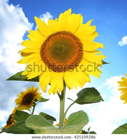 Bright picture of sunflowers in the field on the sunny day.