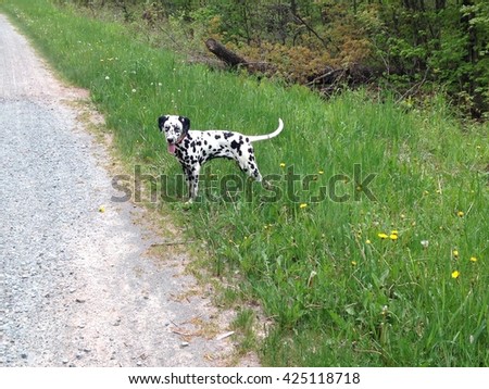 Hiking with a dalmatian