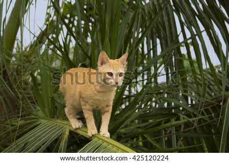 Cat climbing on coconut palm tree. Cute kitty on branch. Cute cat, cat in the garden, red cat image, small cat on branch, village cat, beautiful cat, lovely cat, cat picture, pet red cat, tropical cat
