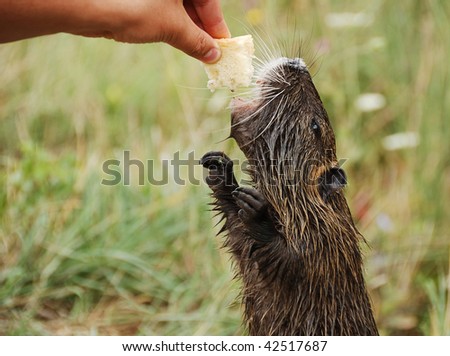 human head  with pieces of bread feeding standing otter