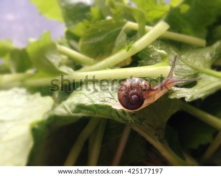A baby snail is crawling on the fresh green  salad vegetables 