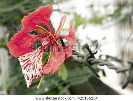 Flame tree flower on rusty barbed wire