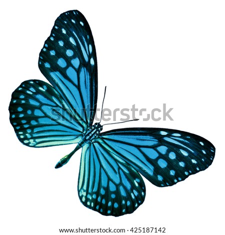 Beautiful Light Blue butterfly upper wing profile isolated on white background