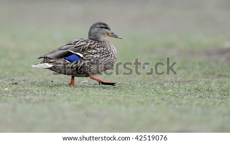Duck walking on grass