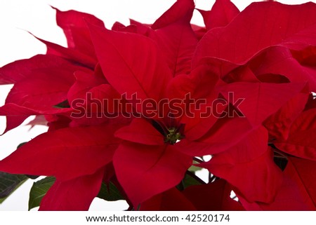  Isolated red poinsettia for Christmas background