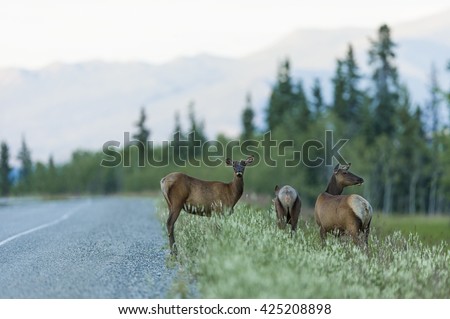 Female elk (lat. Cervus canadensis) standing close to the famous Alaska Highway in the Yukon