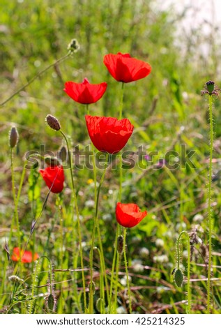picture of a  red poppies flowers 