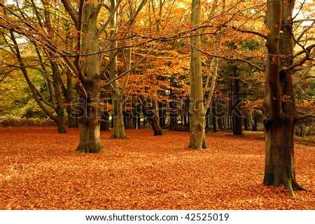Forest in autumn with red and orange leaves