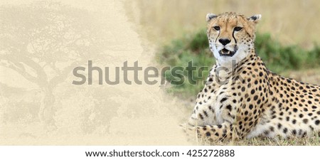Cheetah on textured paper