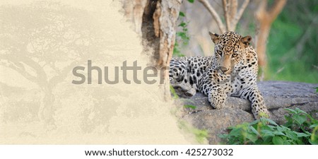 Leopard on textured paper