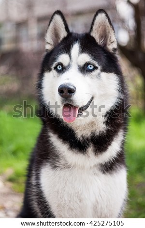 Portrait of a black-and-white, blue-eyed husky Sits against the background of nature