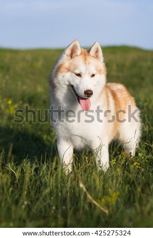 Lovely redheaded husky stands on a green meadow. A dog on a natural background.