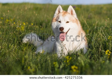 Lovely redheaded husky lies on a green meadow. A dog on a natural background.