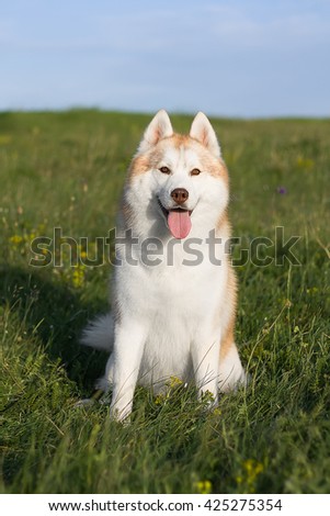 Lovely redheaded husky sitting on a green meadow. A dog on a natural background.