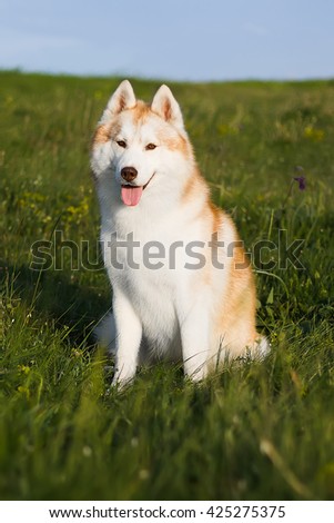 Lovely redheaded husky sitting on a green meadow. A dog on a natural background.