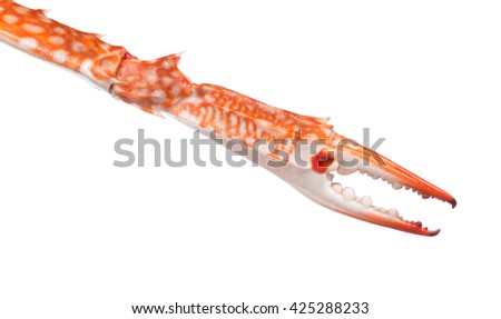 Closeup of claw crab isolated on white background