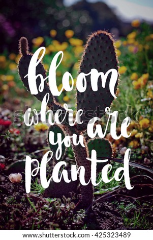"bloom where you are planted" hand-written quote on a background of blooming plants. For posters, web, postcards.