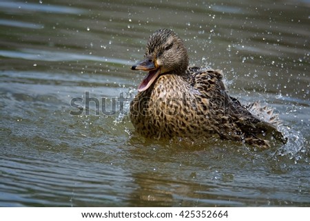 Mallard duck (Anas platyrhynchos), female in motion on water
