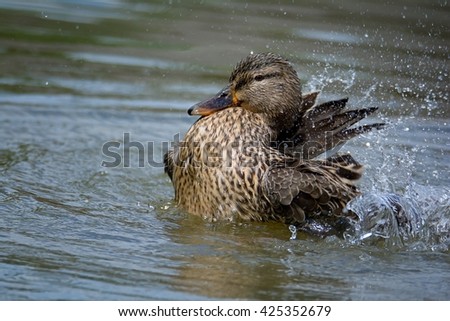 Mallard duck (Anas platyrhynchos), female in motion on water