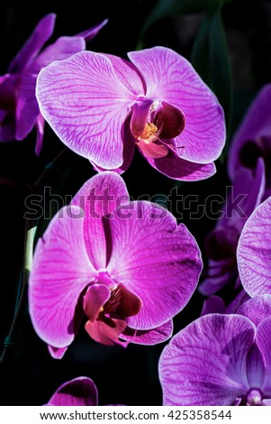 Close Up of Violet Orchid, Thailand.