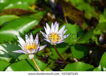 Colorful lotus and green leaves.