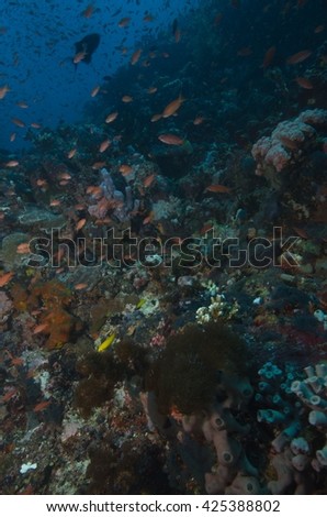coral reef wall with a real lot of interesting fish 