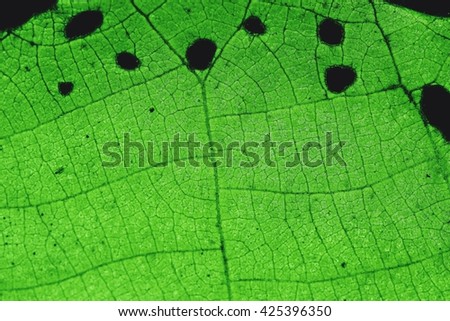 Leaves / Green leaf pattern / Leaf patterns in green/Texture background of backlight fresh green Leaf.