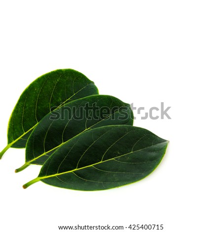 Close-up view collection of fresh green jack fruit leaves isolated on white background.