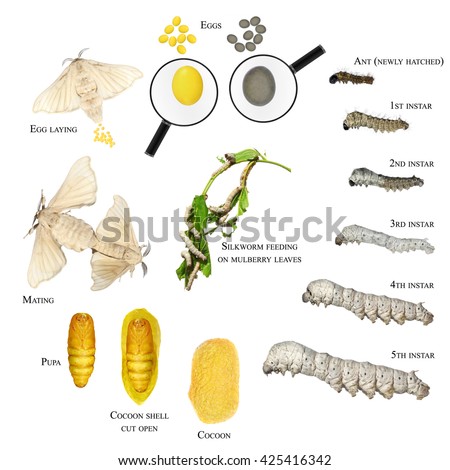 Development cycle of Silkmoth (Bombyx mori). Development stages - butterfly, mating, egg laying, eggs, caterpillars ( larva or larvae), cocoons. Isolated on a white background Royalty-Free Stock Photo #425416342