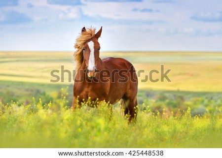 Beautiful red horse with long blond mane in spring field with yellow flowers