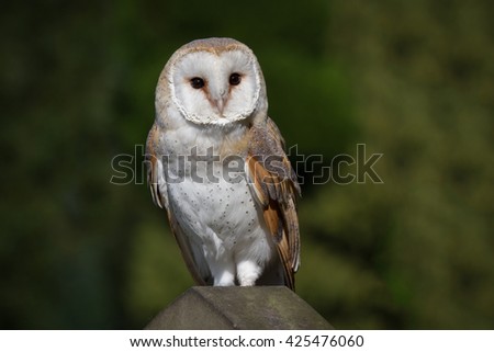 Barn owl full length portrait perched on a gravestone with natural background 