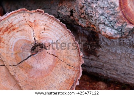 Log's crosscuts on the timber cutting